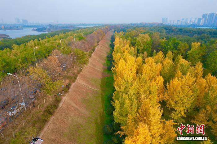 欧冠足球比分
_陕西西安：银杏林由绿转黄吸引市民游玩