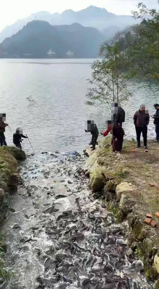 信用盘如何申请
_都江堰一水库被放生万斤外来物种埃及塘鲺？官方澄清：已进行阻止和打捞信用盘如何申请
，经鉴定是本地八须鲶