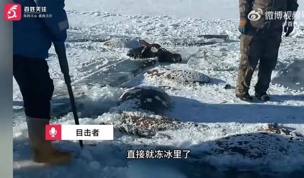 皇冠信用网怎么开户_黑龙江水库冰面下发现13匹冰冻马!马主:马扎堆喝水时冰面碎裂皇冠信用网怎么开户,坠冰窟冻死